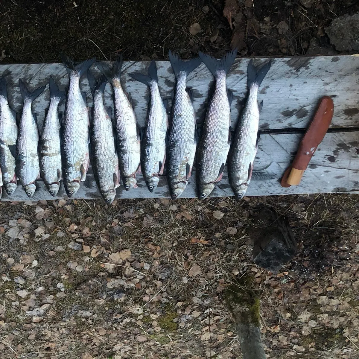 recently logged catches