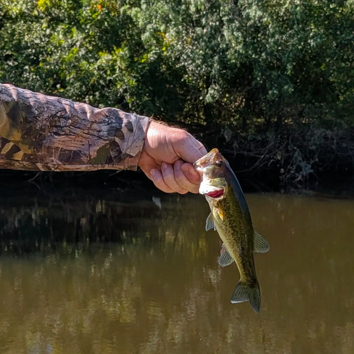 Largemouth bass caught on Fishbrain