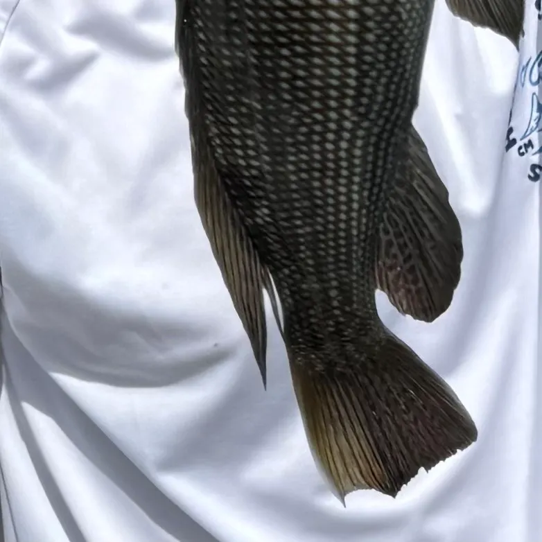 Black sea bass caught on Fishbrain