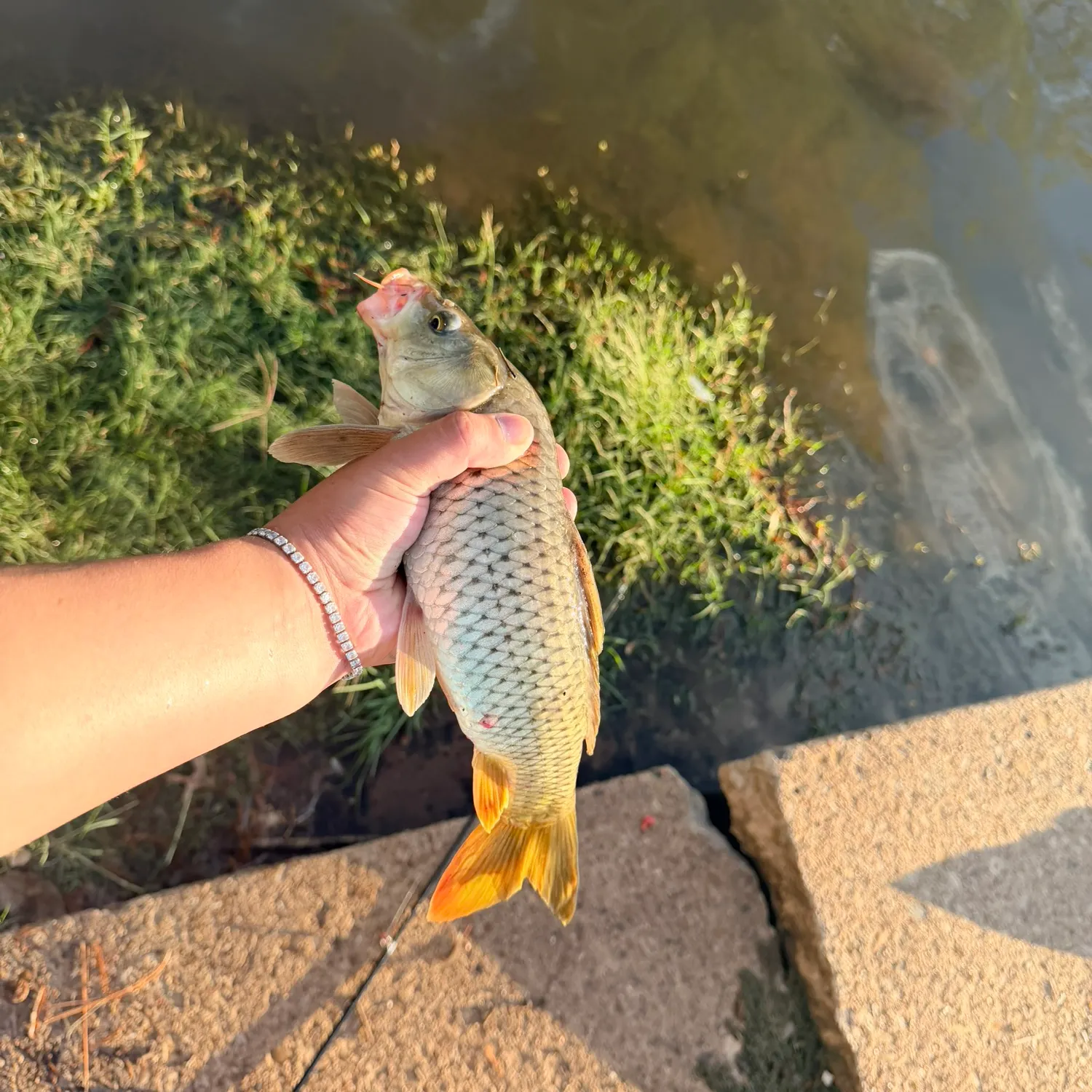 Common carp caught on Fishbrain