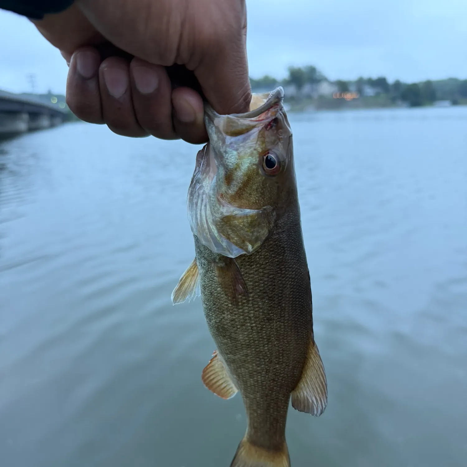 Smallmouth bass caught on Fishbrain