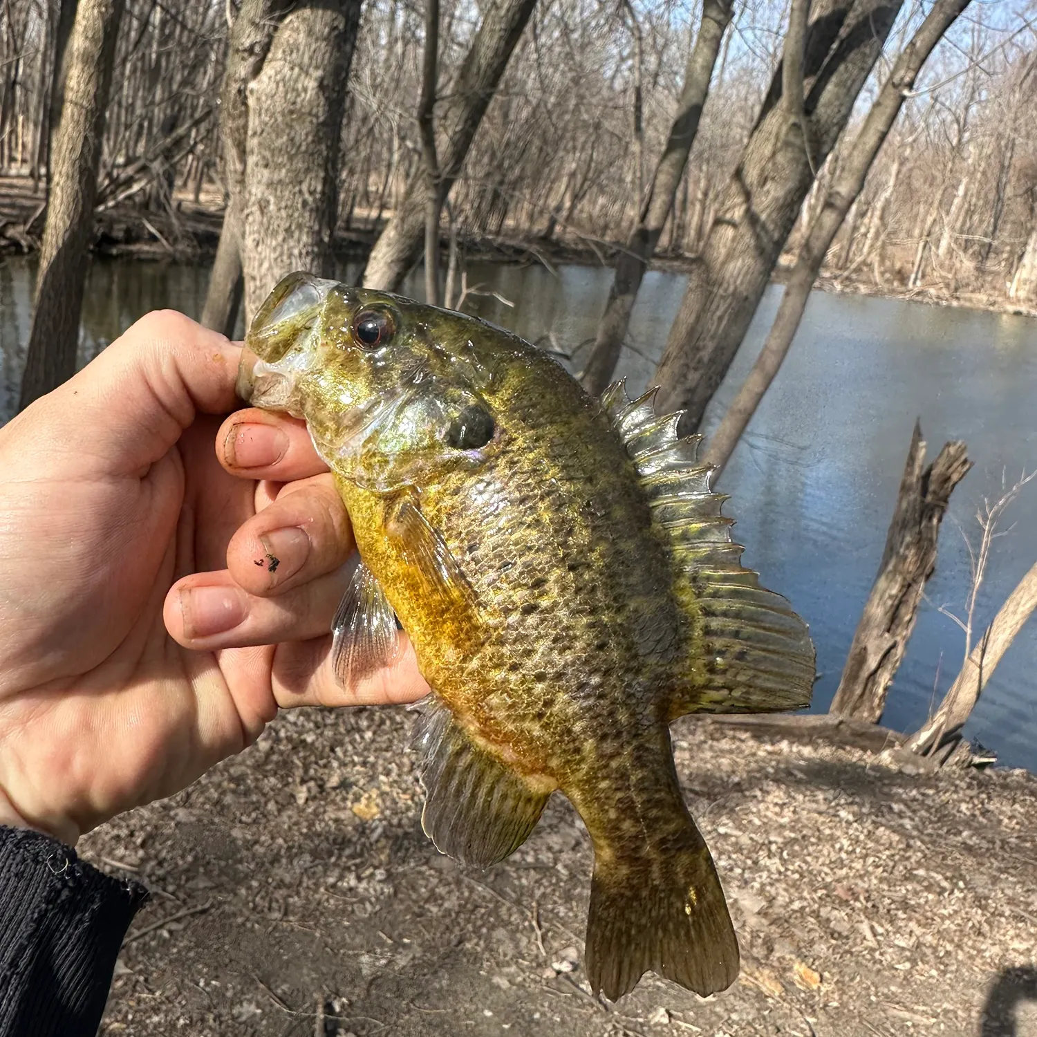 The most recent Warmouth catches on Fishbrain