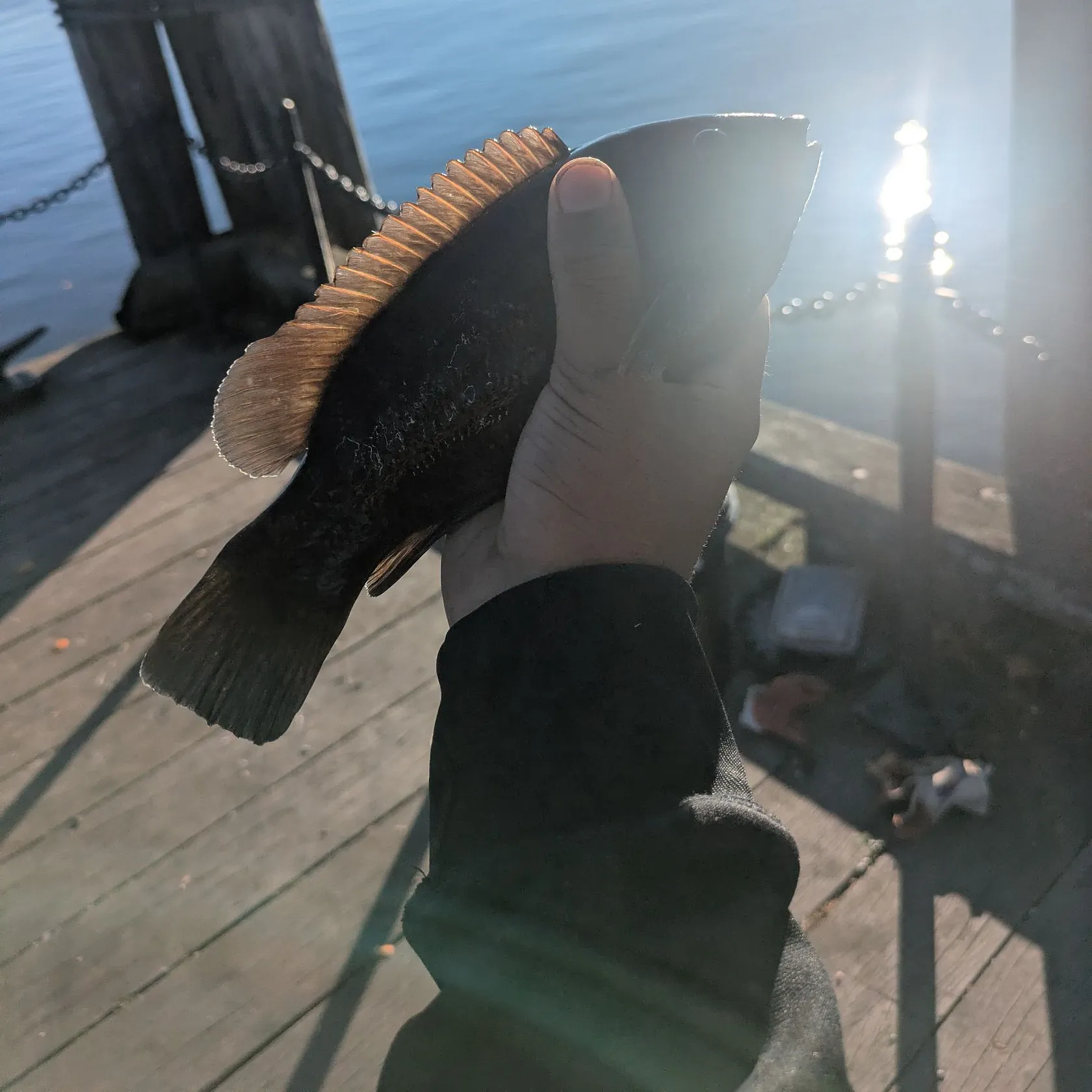 Tautog caught on Fishbrain