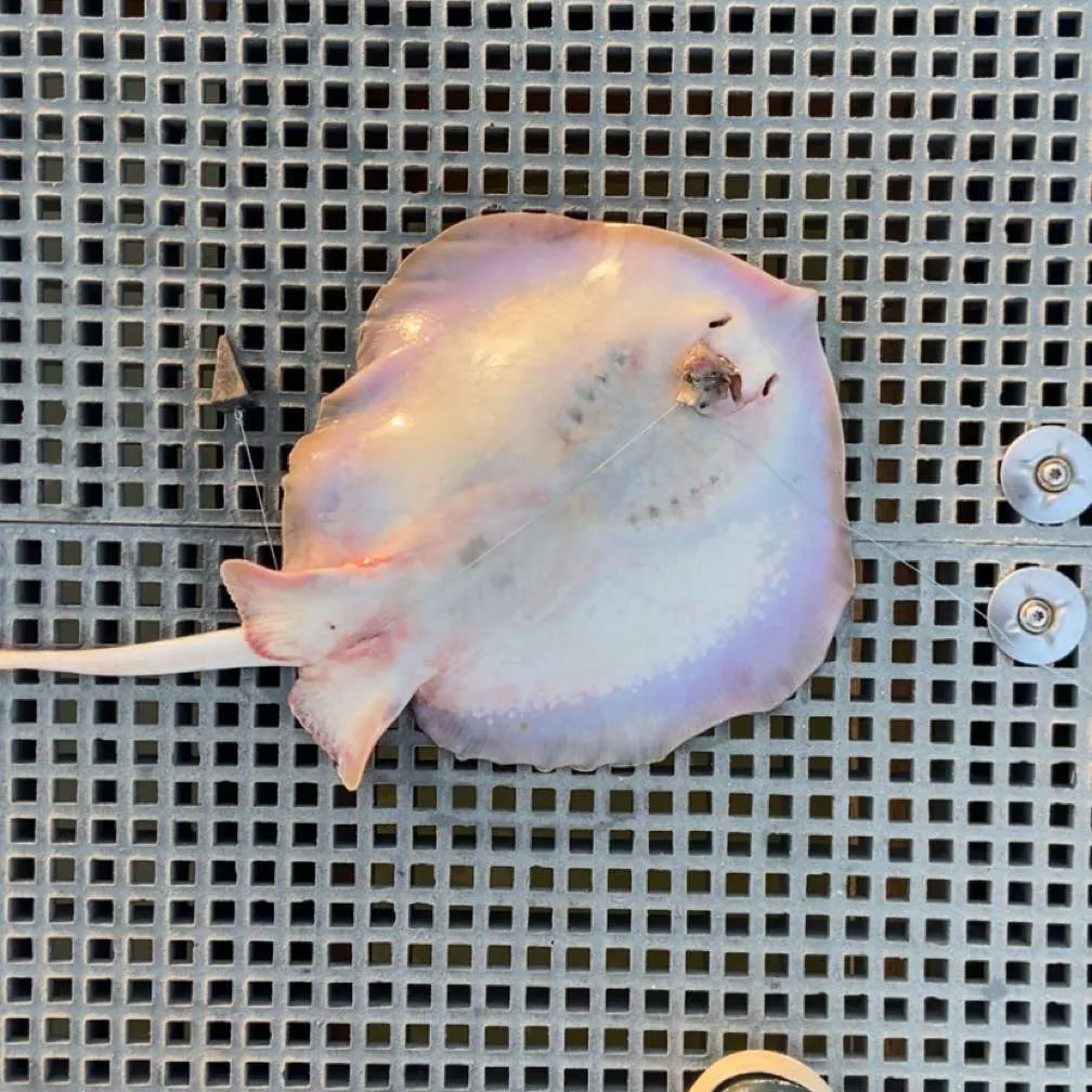 The most recent Atlantic stingray catches on Fishbrain