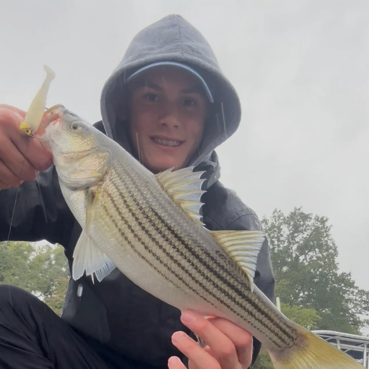Striped bass caught on Fishbrain