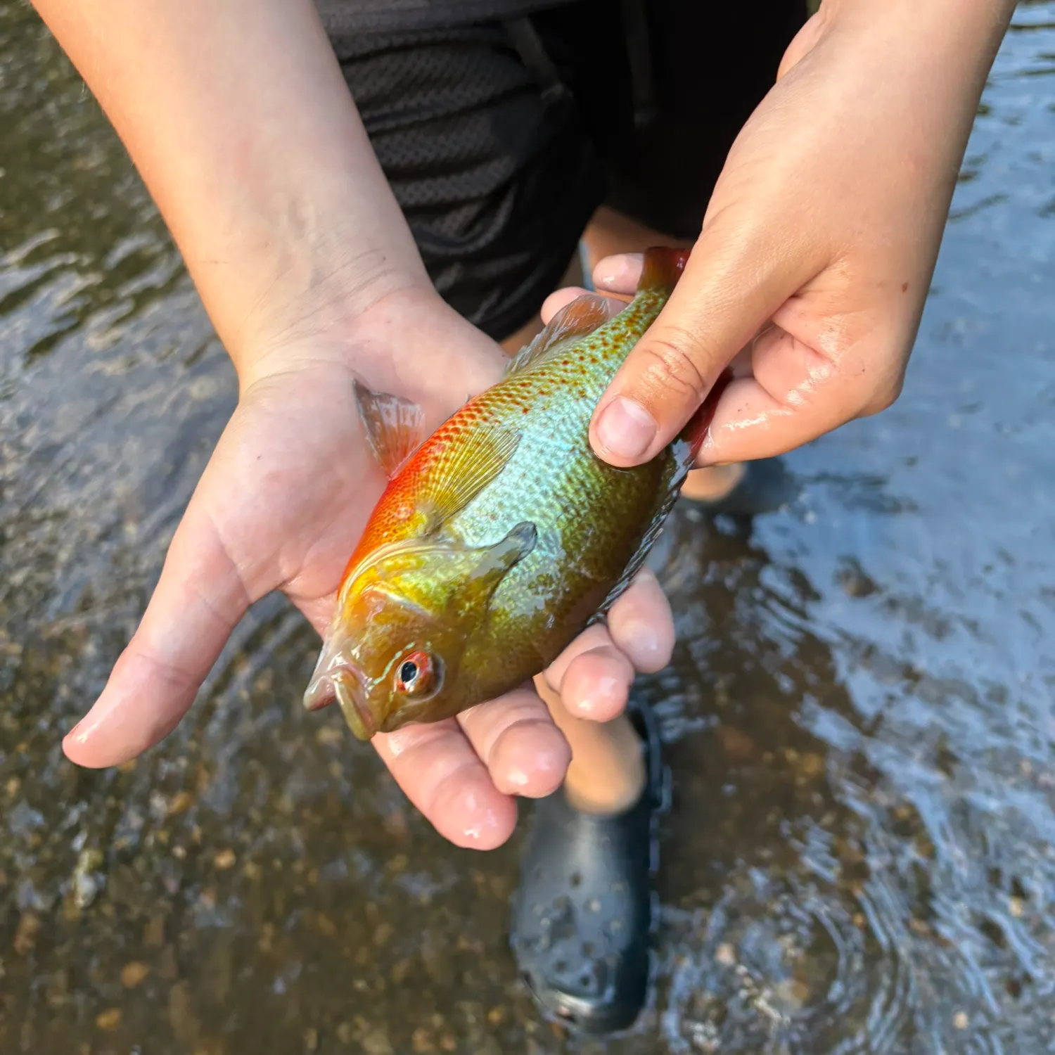 Redbreast sunfish caught on Fishbrain