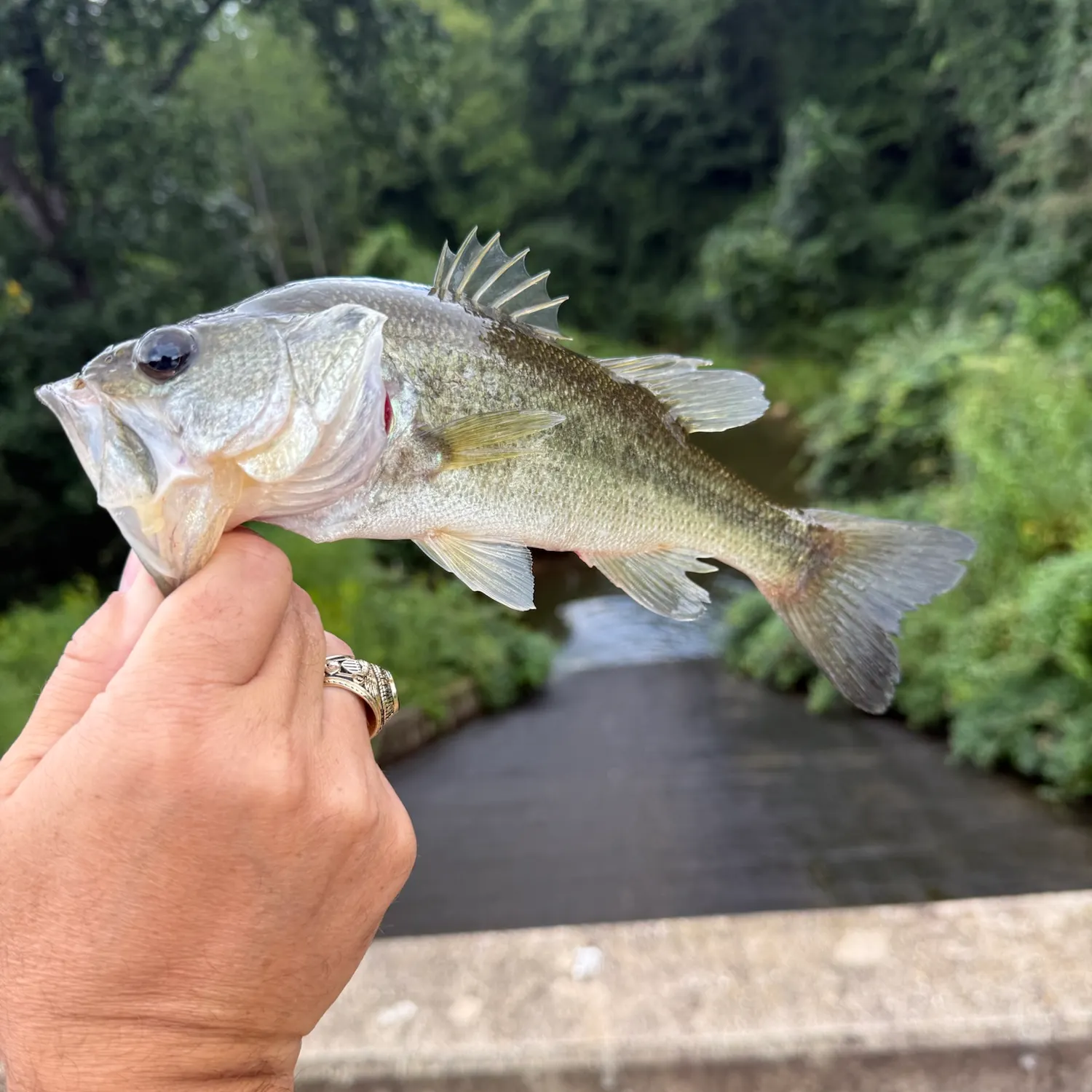 Largemouth bass caught on Fishbrain