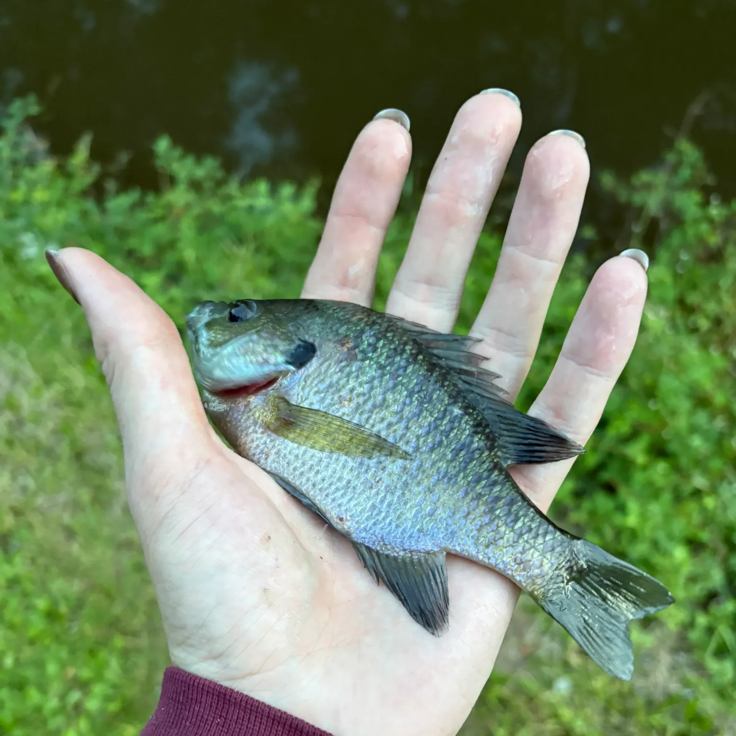 Bluegill caught on Fishbrain