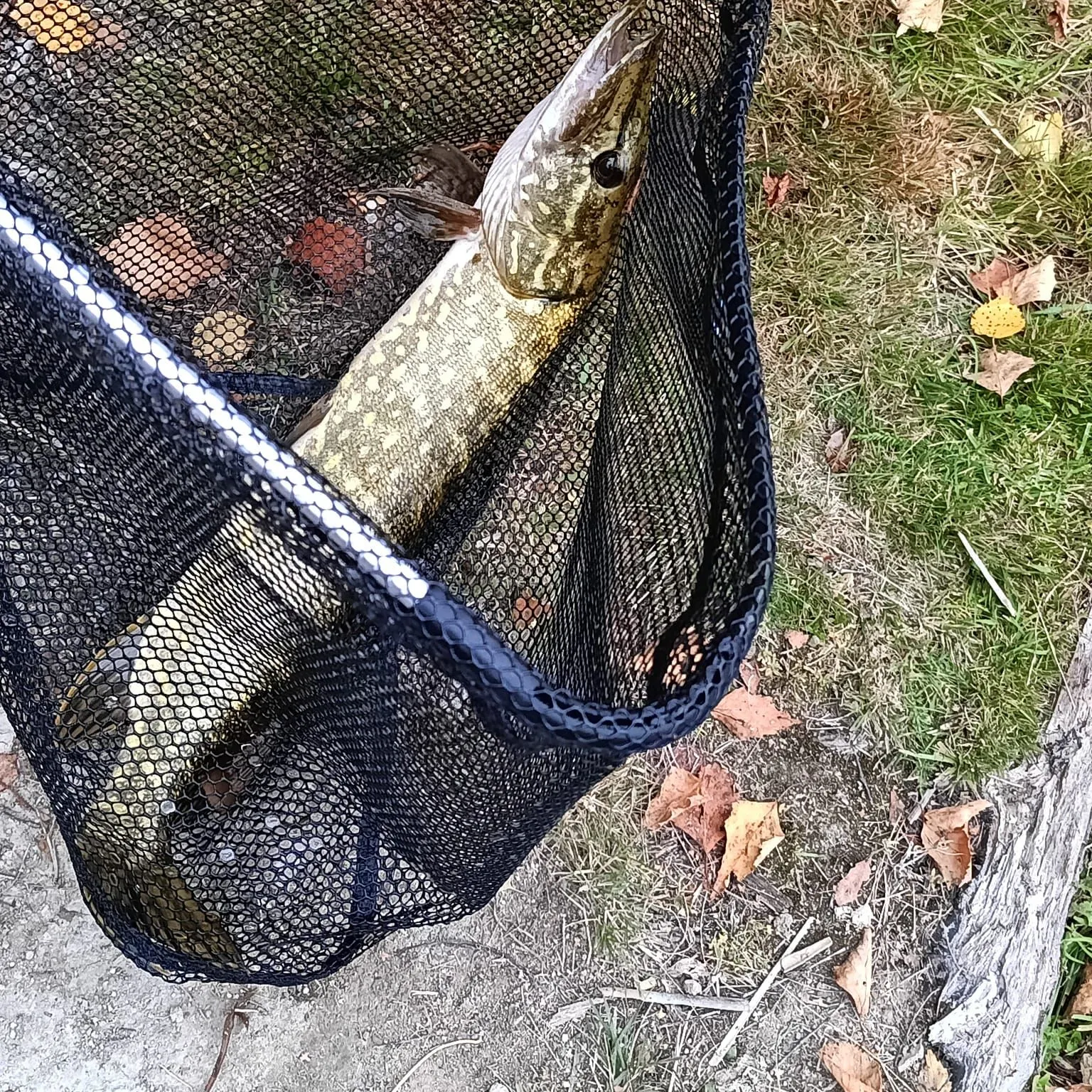 Northern pike caught on Fishbrain