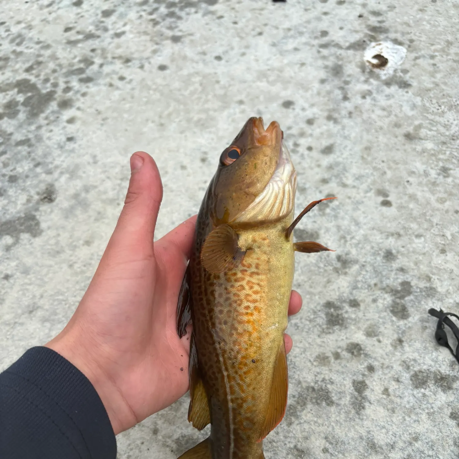 Atlantic cod caught on Fishbrain