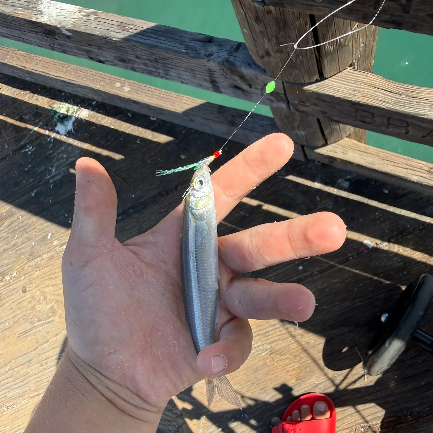 The most recent Topsmelt silverside catches on Fishbrain