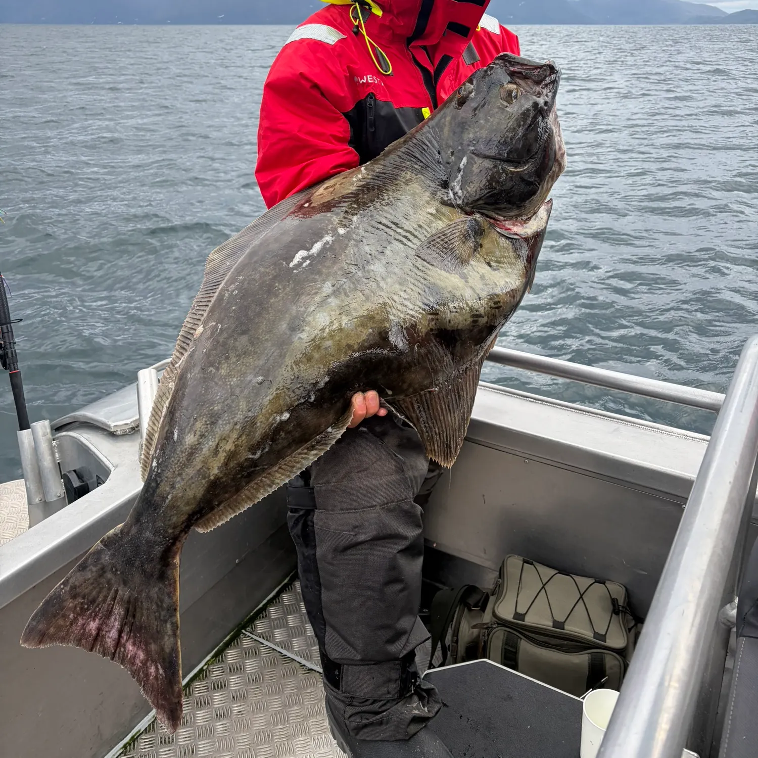 The most recent Atlantic halibut catches on Fishbrain