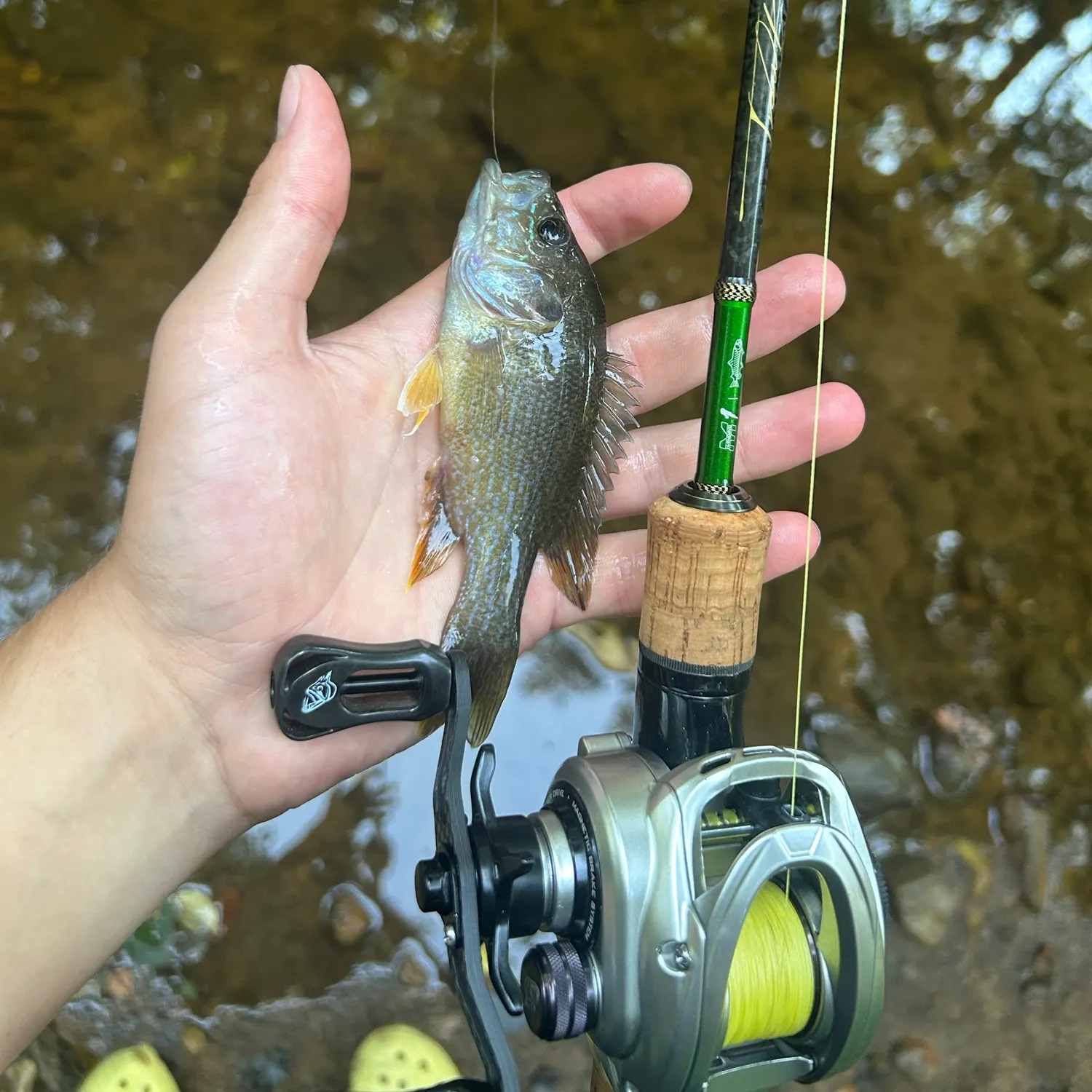 Green sunfish caught on Fishbrain