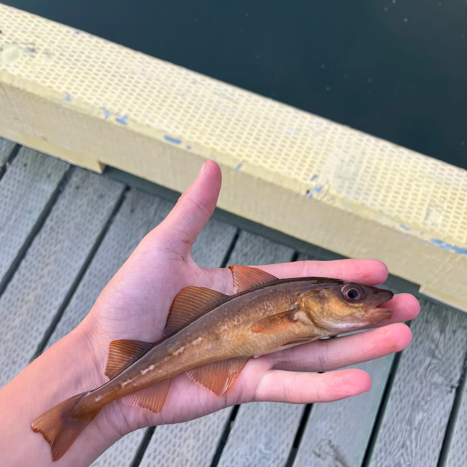 The most recent Atlantic tomcod catches on Fishbrain