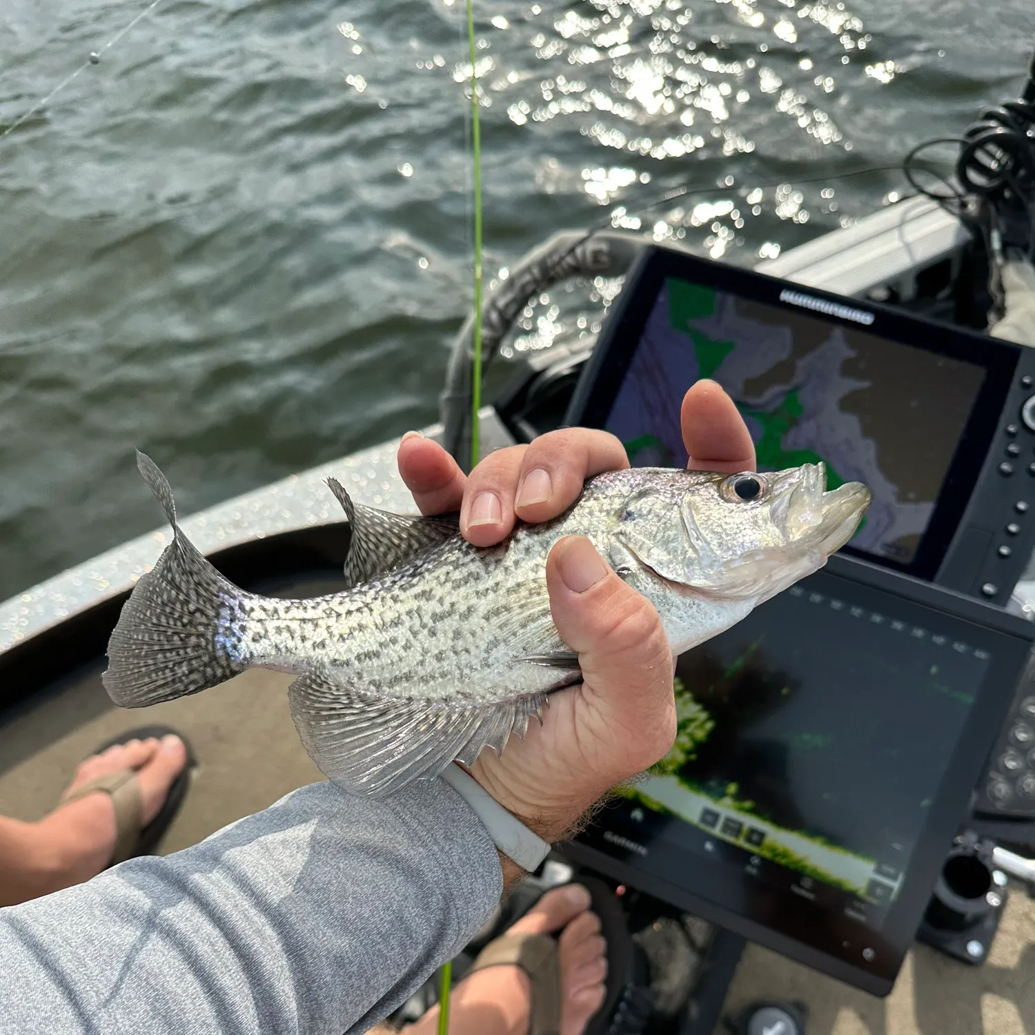 Black crappie caught on Fishbrain