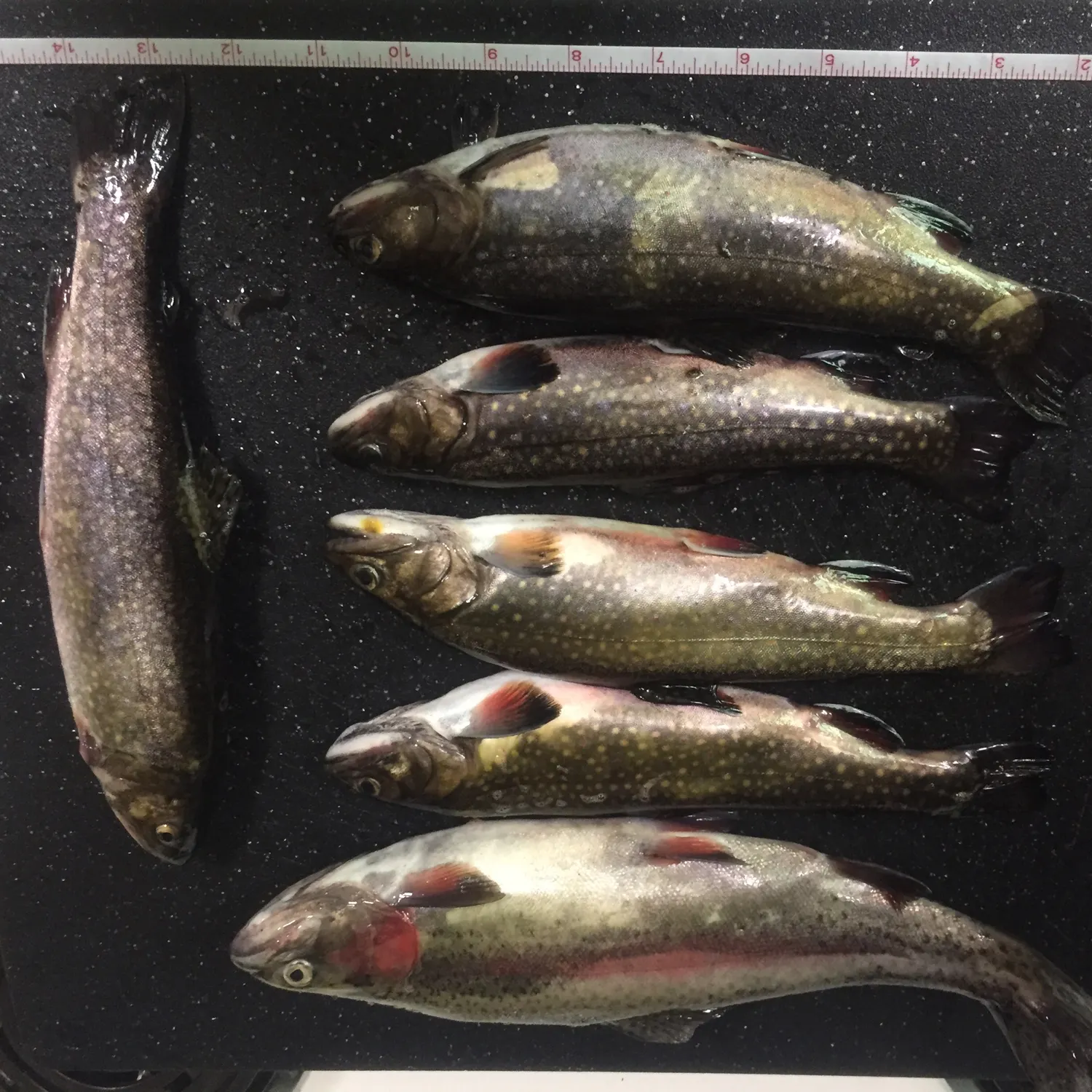 recently logged catches