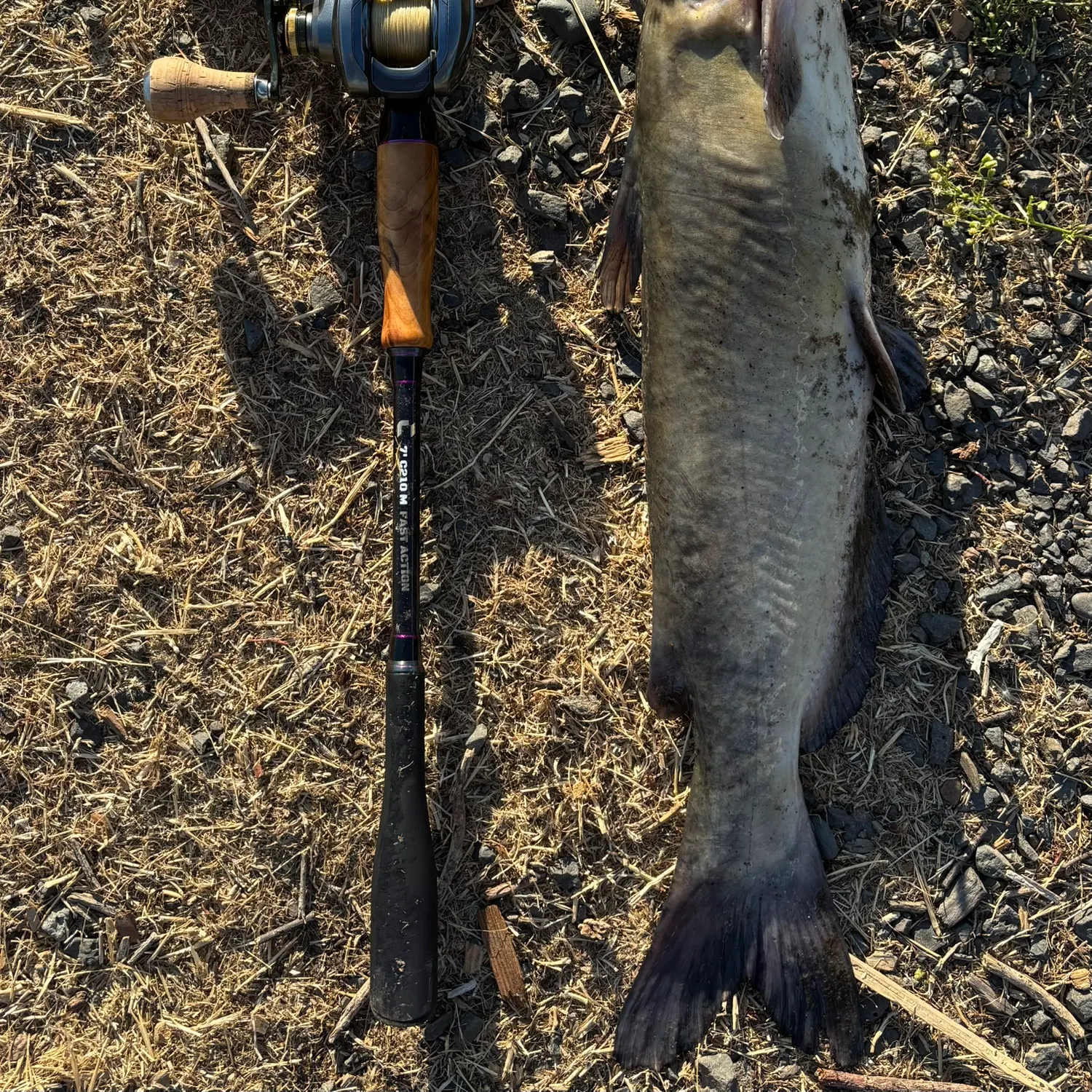 Channel catfish caught on Fishbrain