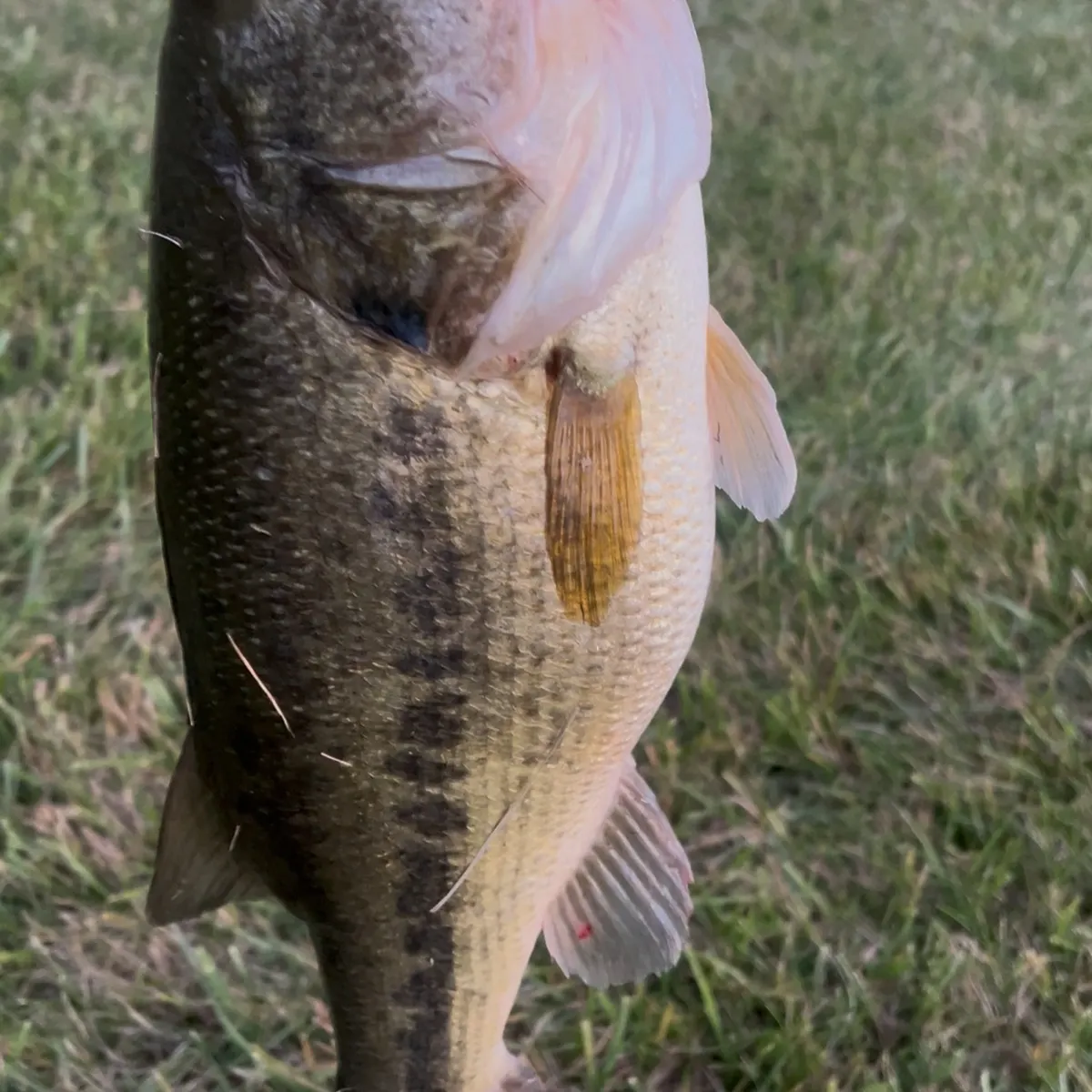 Largemouth bass caught on Fishbrain