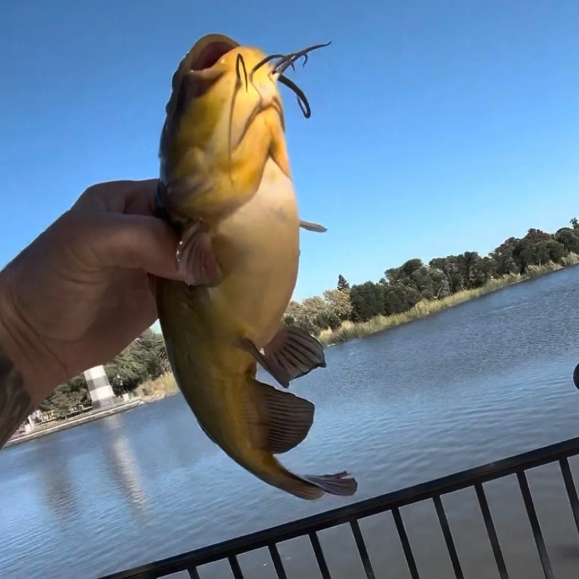 Yellow bullhead caught on Fishbrain