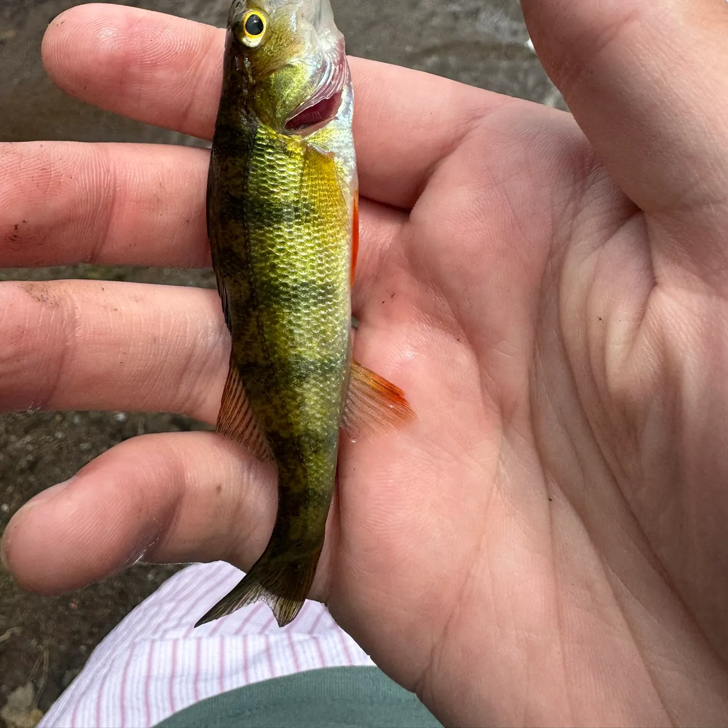 Yellow perch caught on Fishbrain