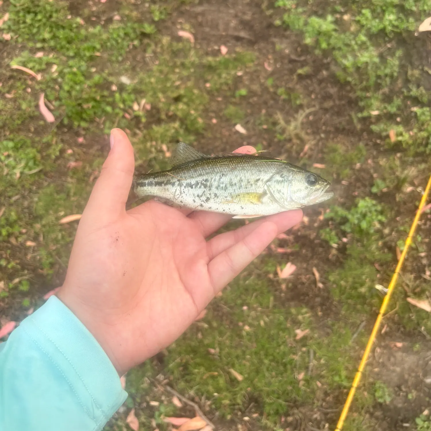Spotted bass caught on Fishbrain