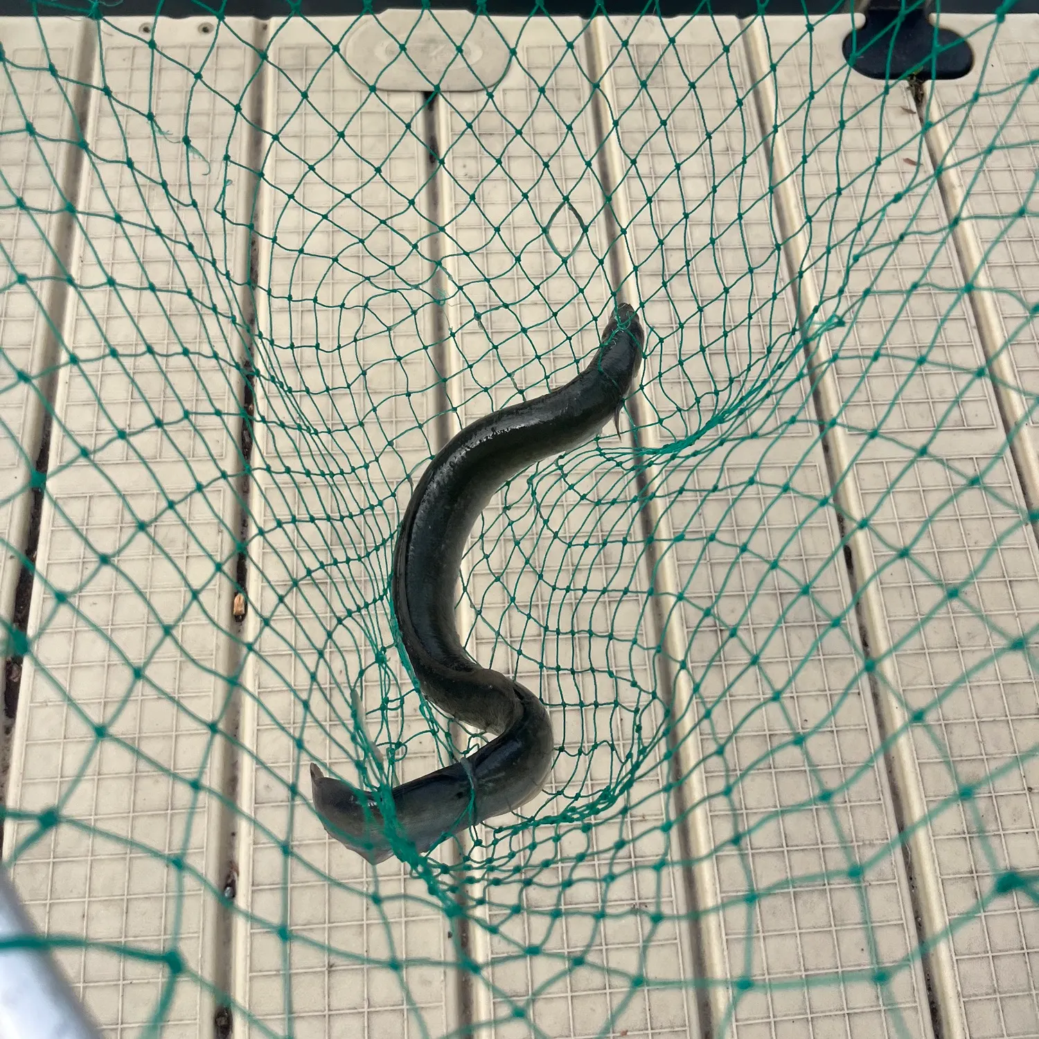 American eel caught on Fishbrain