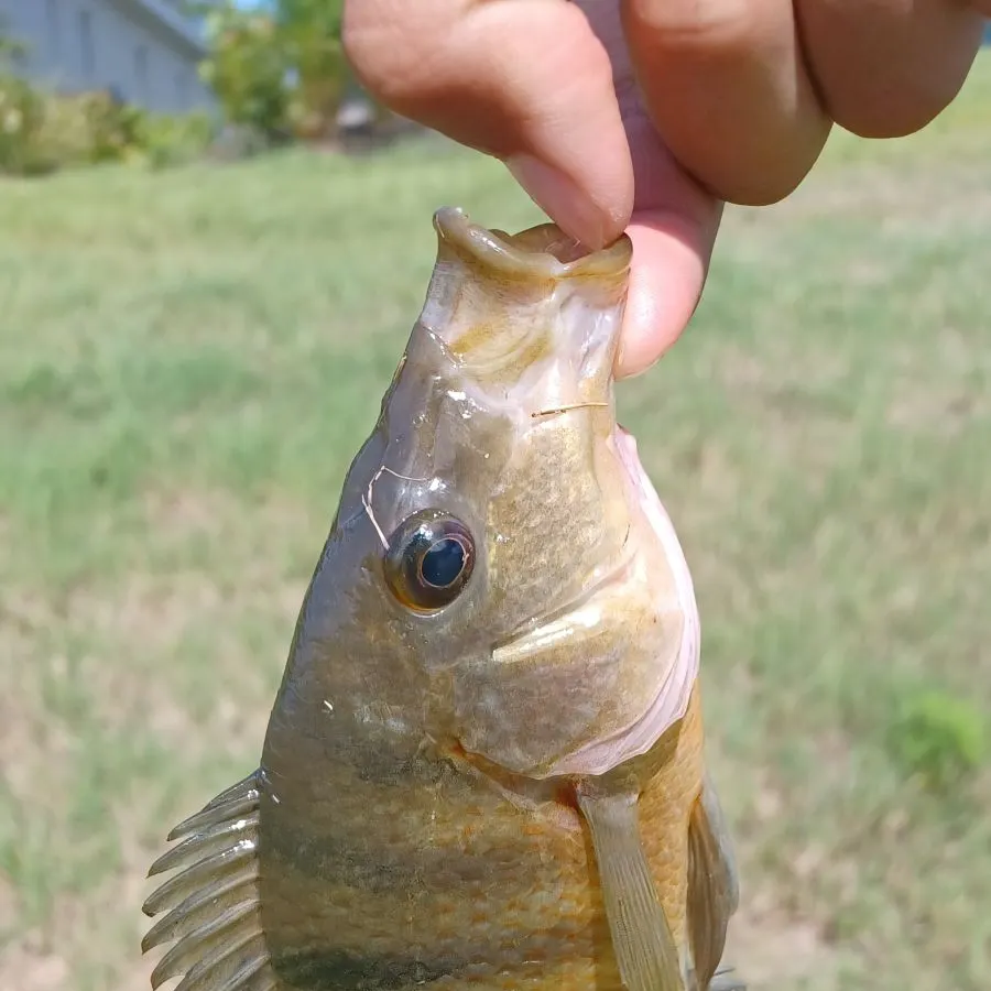 The most recent Mayan cichlid catches on Fishbrain