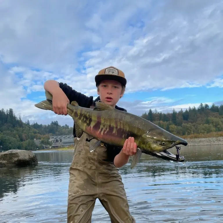 Chum salmon caught on Fishbrain