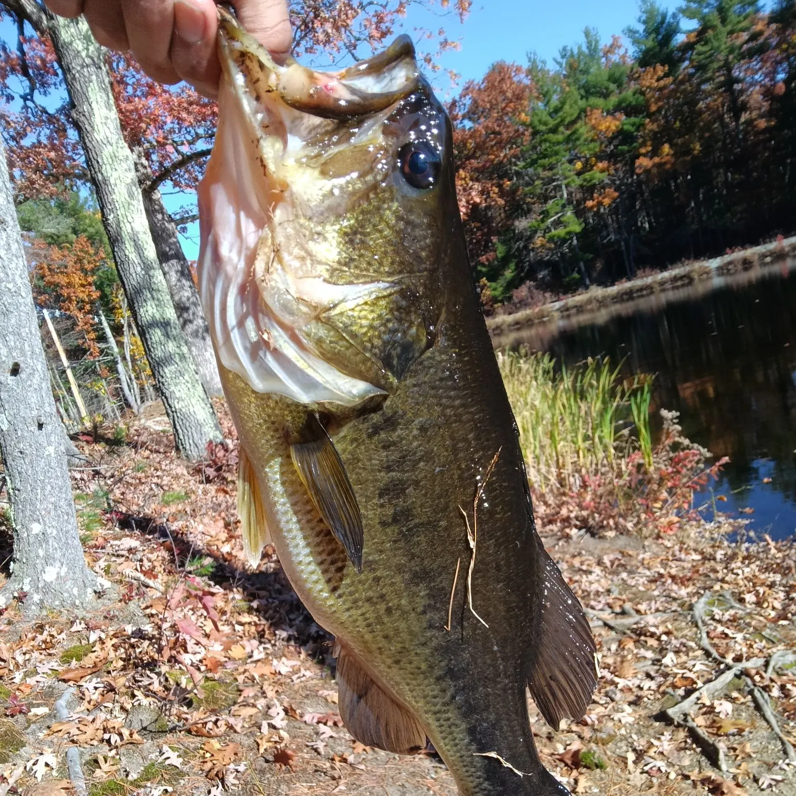 Largemouth bass caught on Fishbrain