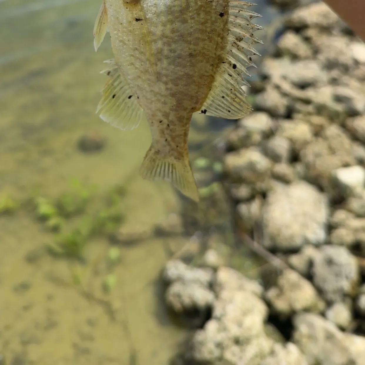 Redear sunfish caught on Fishbrain