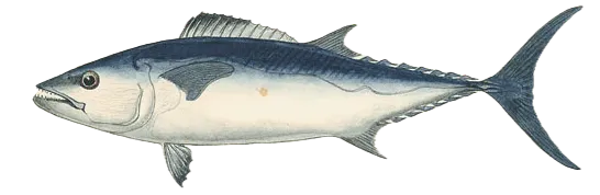 Dogtooth tuna