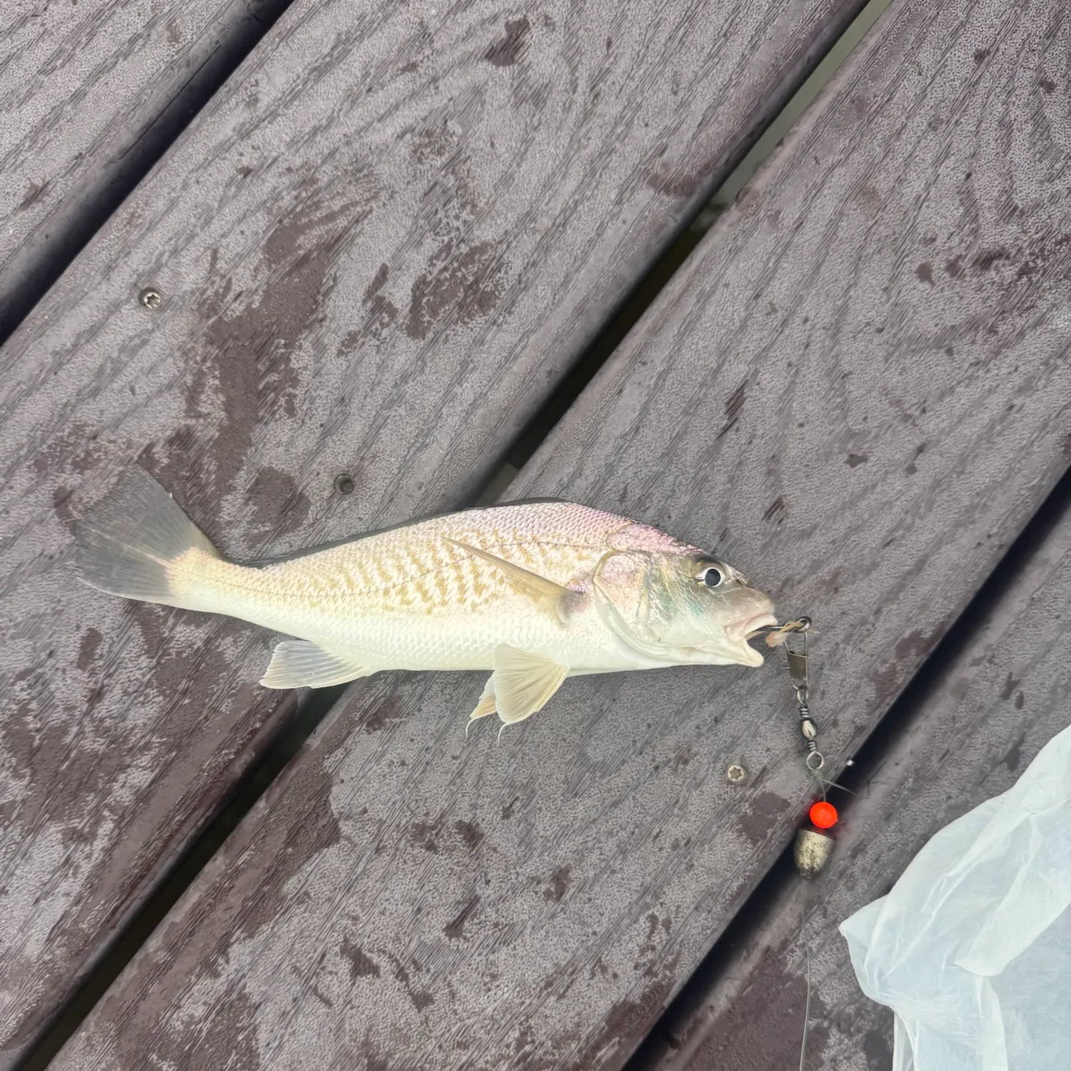 Atlantic croaker caught on Fishbrain