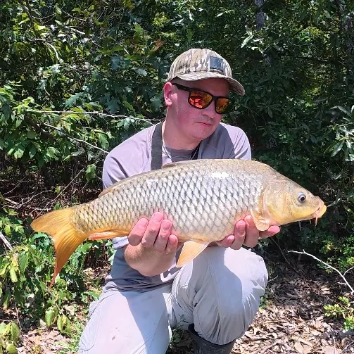 Common carp caught on Fishbrain
