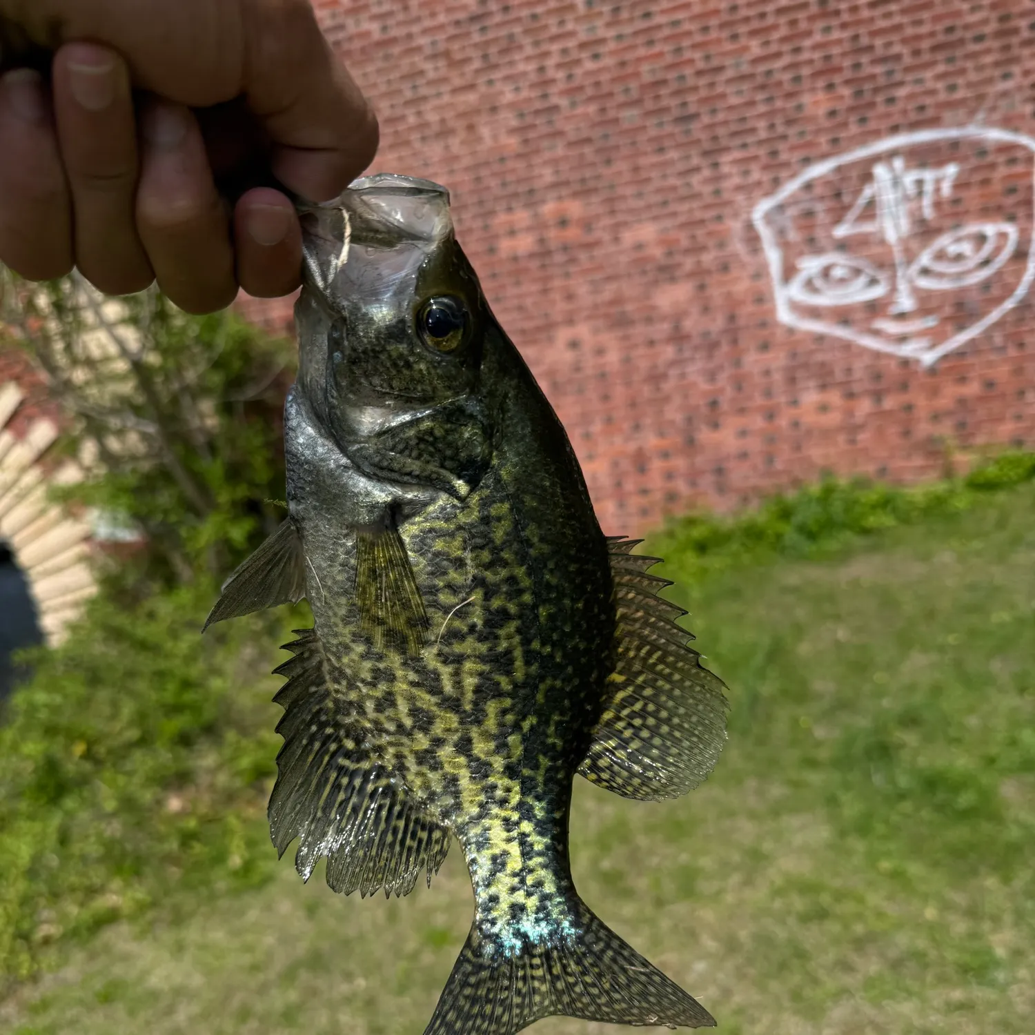 angler catch