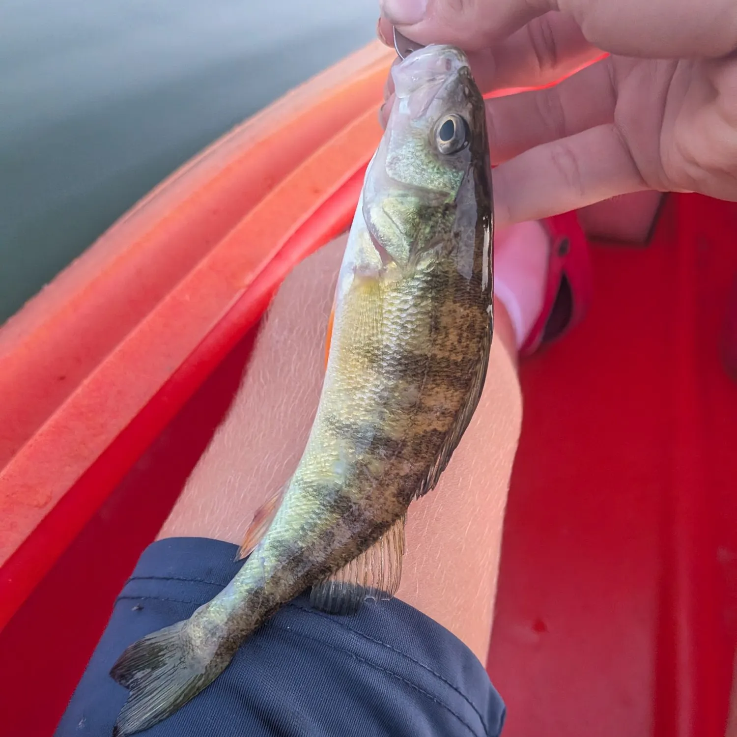 Yellow perch caught on Fishbrain