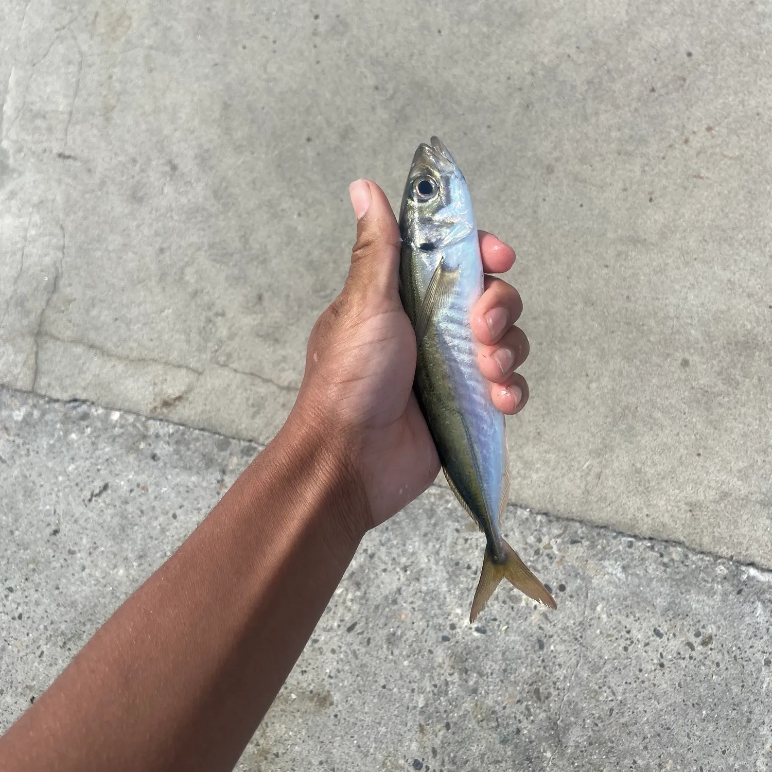 The most recent Pacific jack mackerel catches on Fishbrain