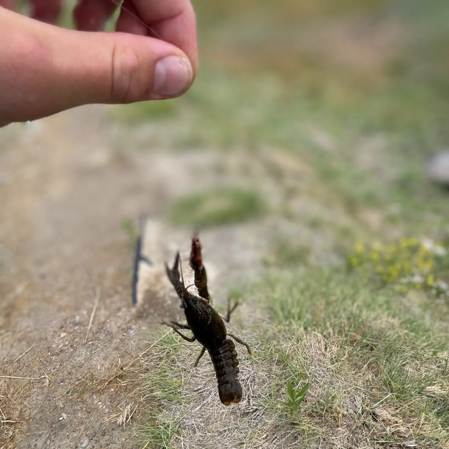 The most recent Signal crayfish catches on Fishbrain