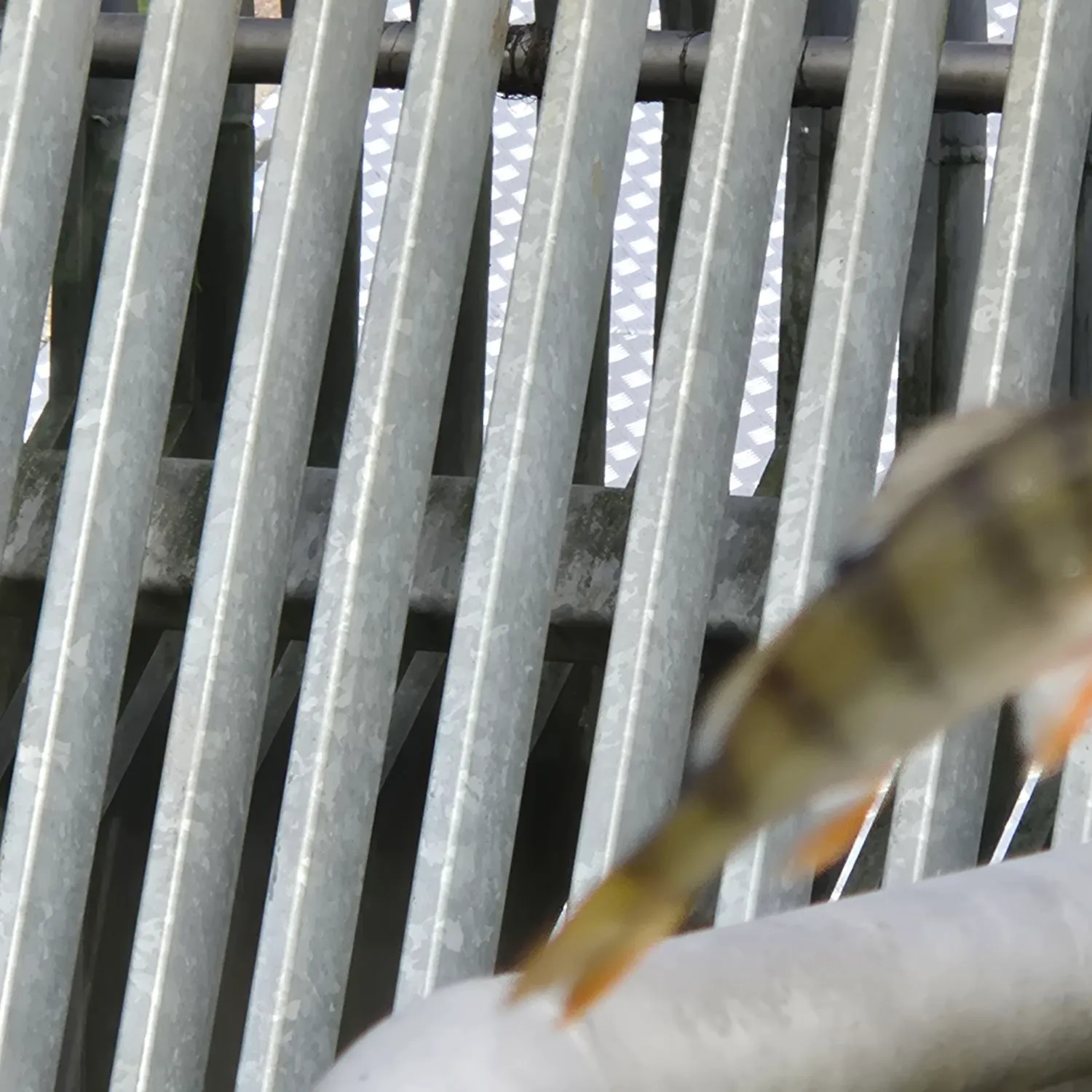 European perch caught on Fishbrain