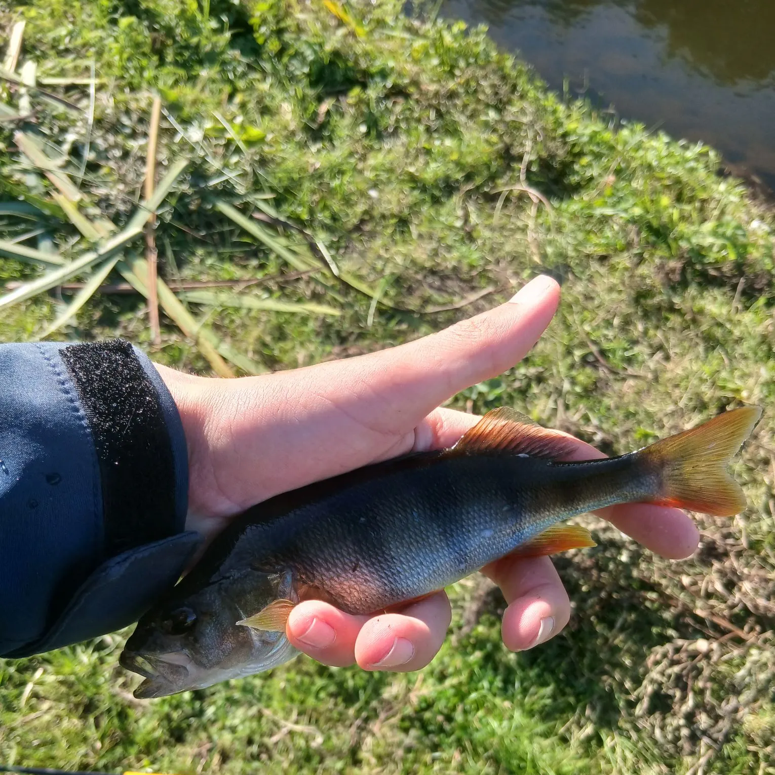 European perch caught on Fishbrain