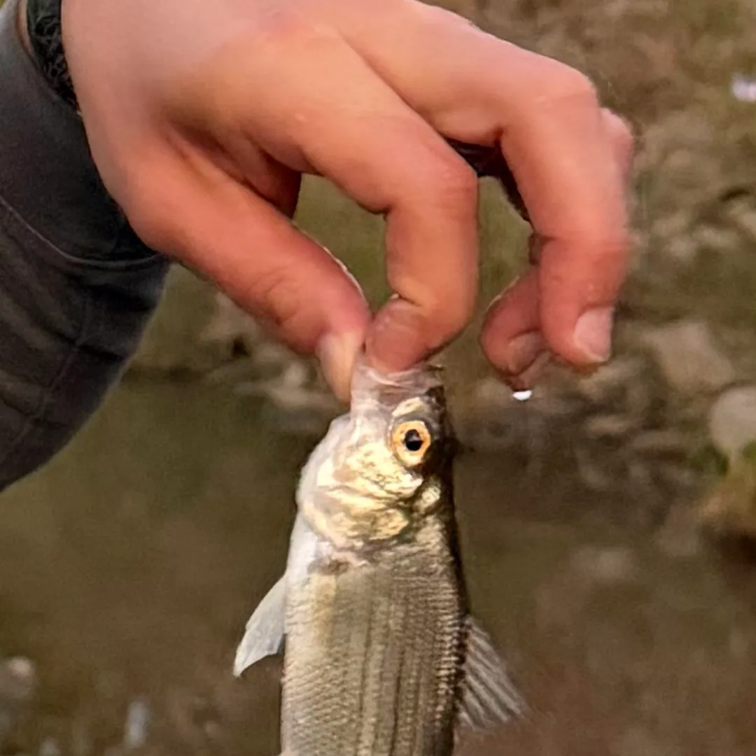 White bass caught on Fishbrain