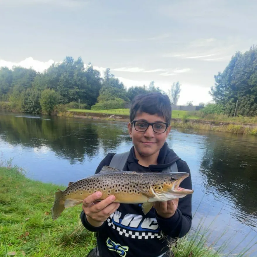 Brown trout caught on Fishbrain