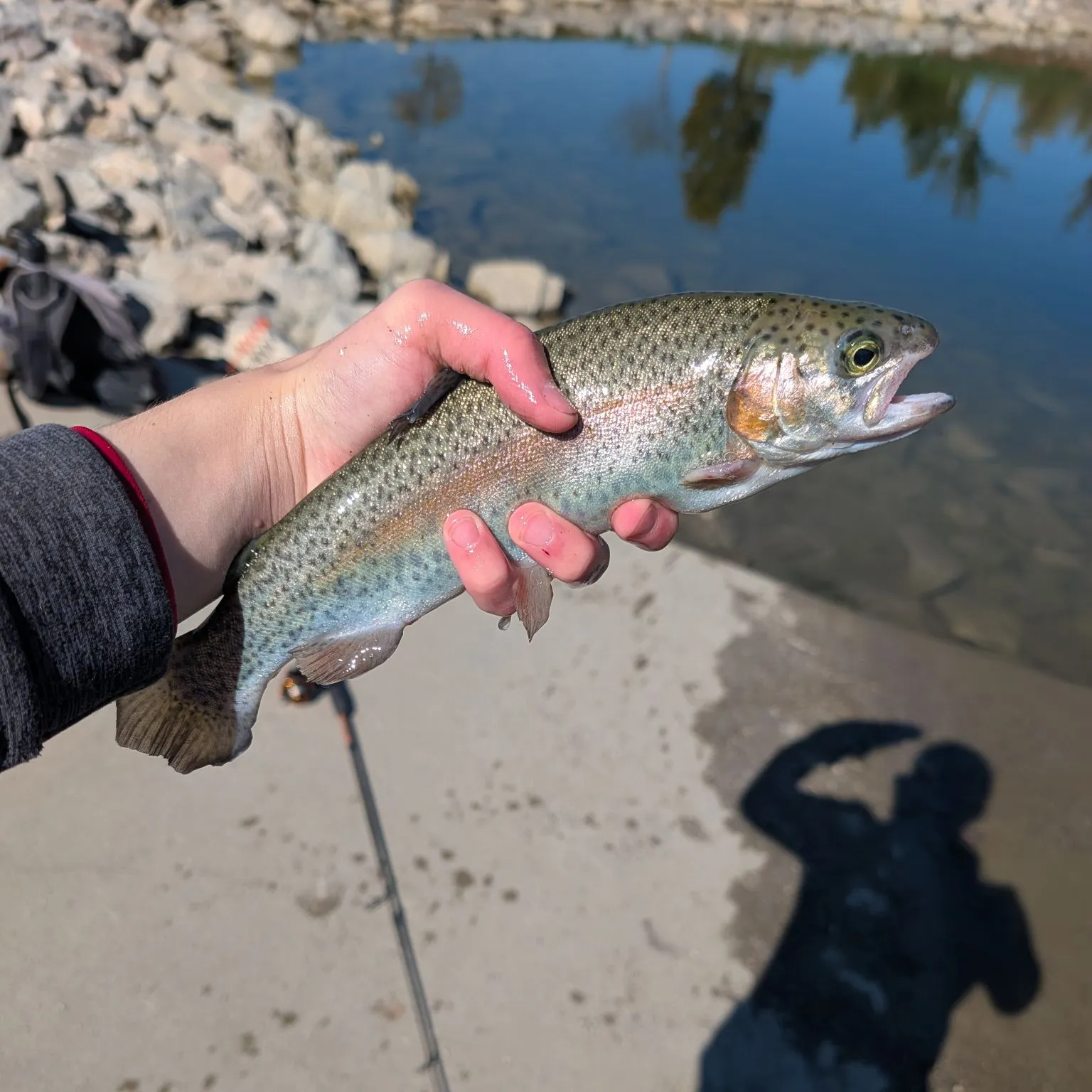 Rainbow trout caught on Fishbrain