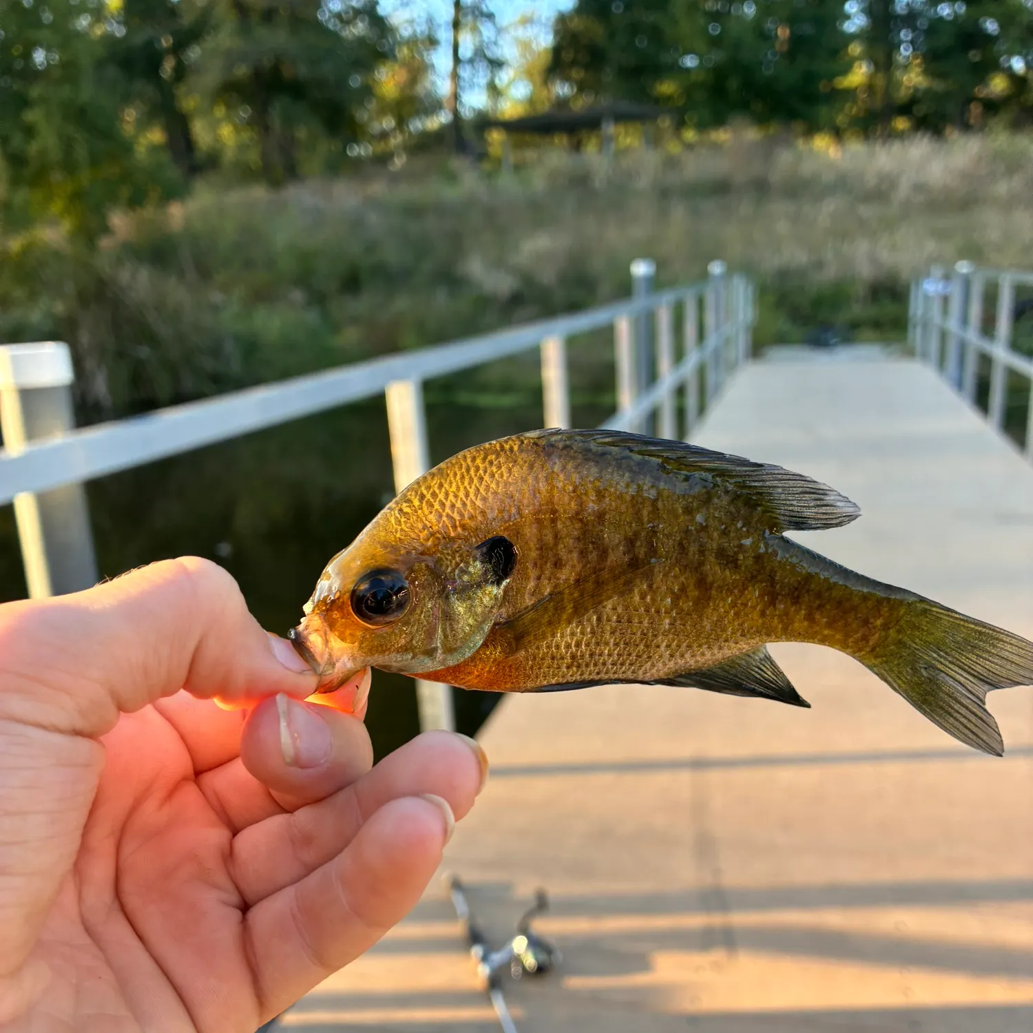 Bluegill caught on Fishbrain