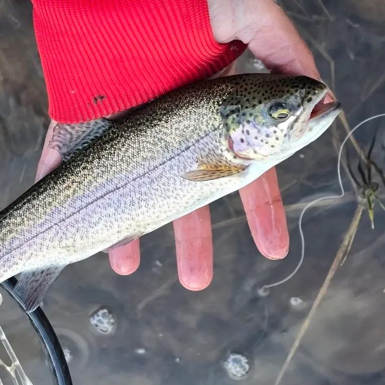 Rainbow trout caught on Fishbrain