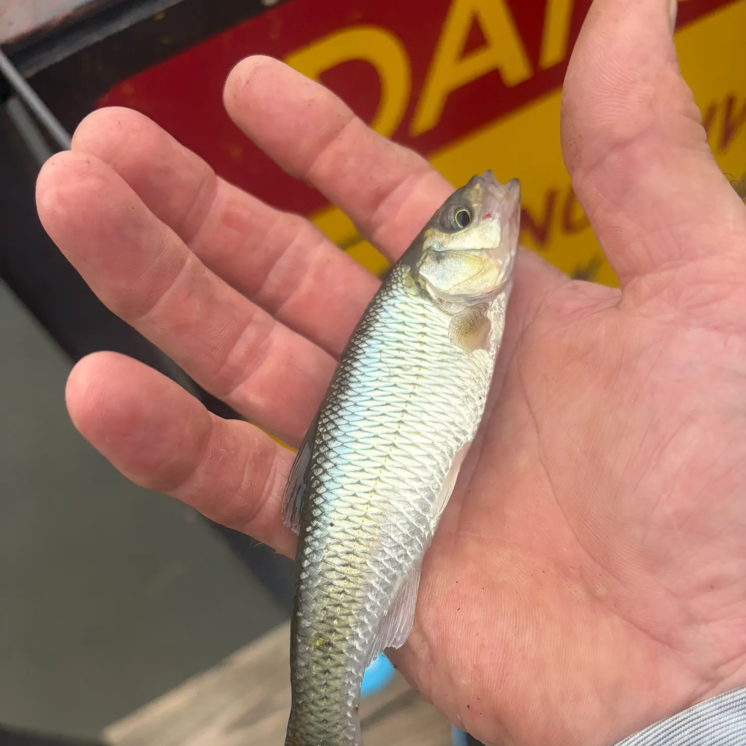 Common shiner caught on Fishbrain