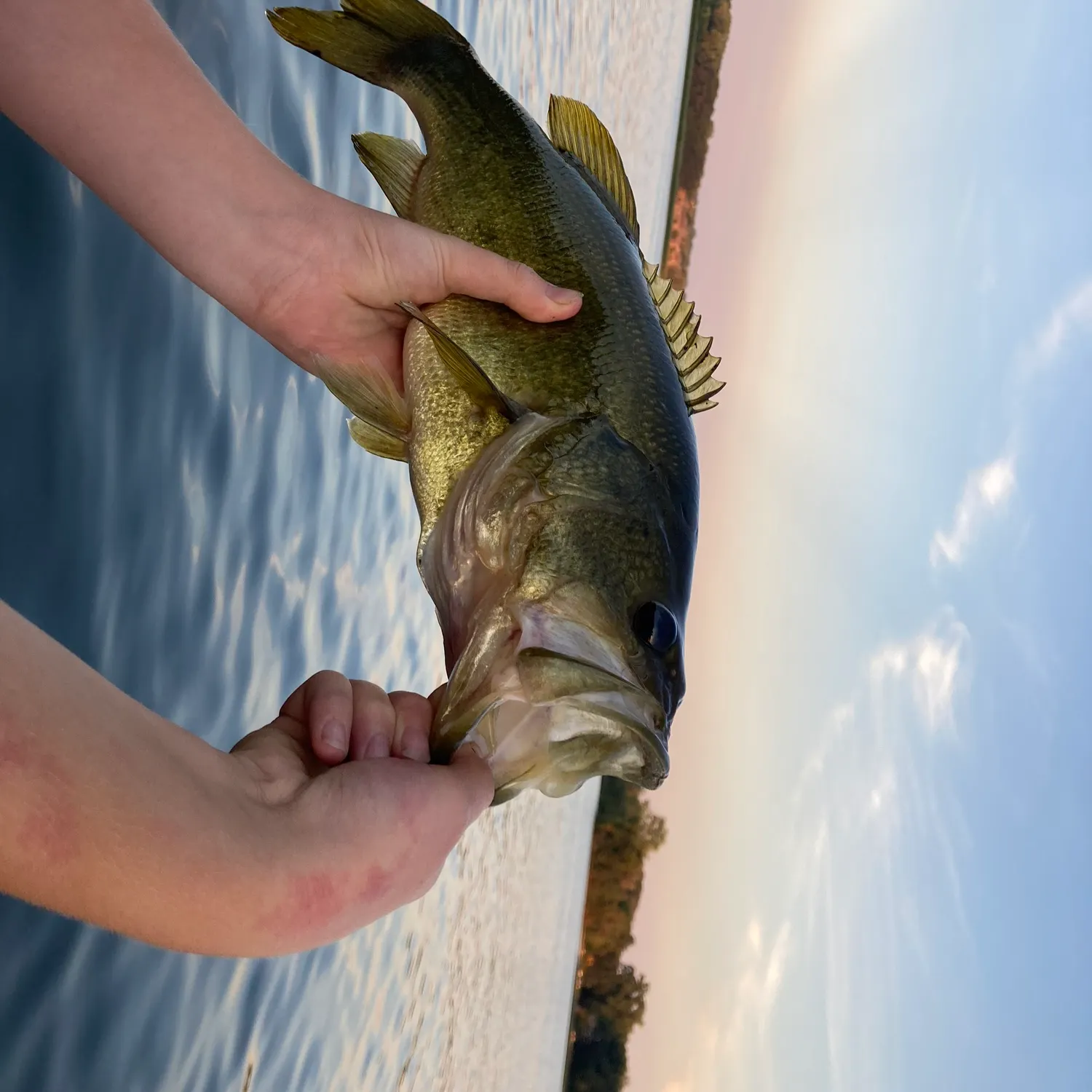 Largemouth bass caught on Fishbrain