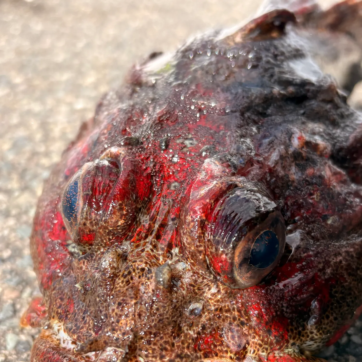 The most recent Red Irish lord catches on Fishbrain