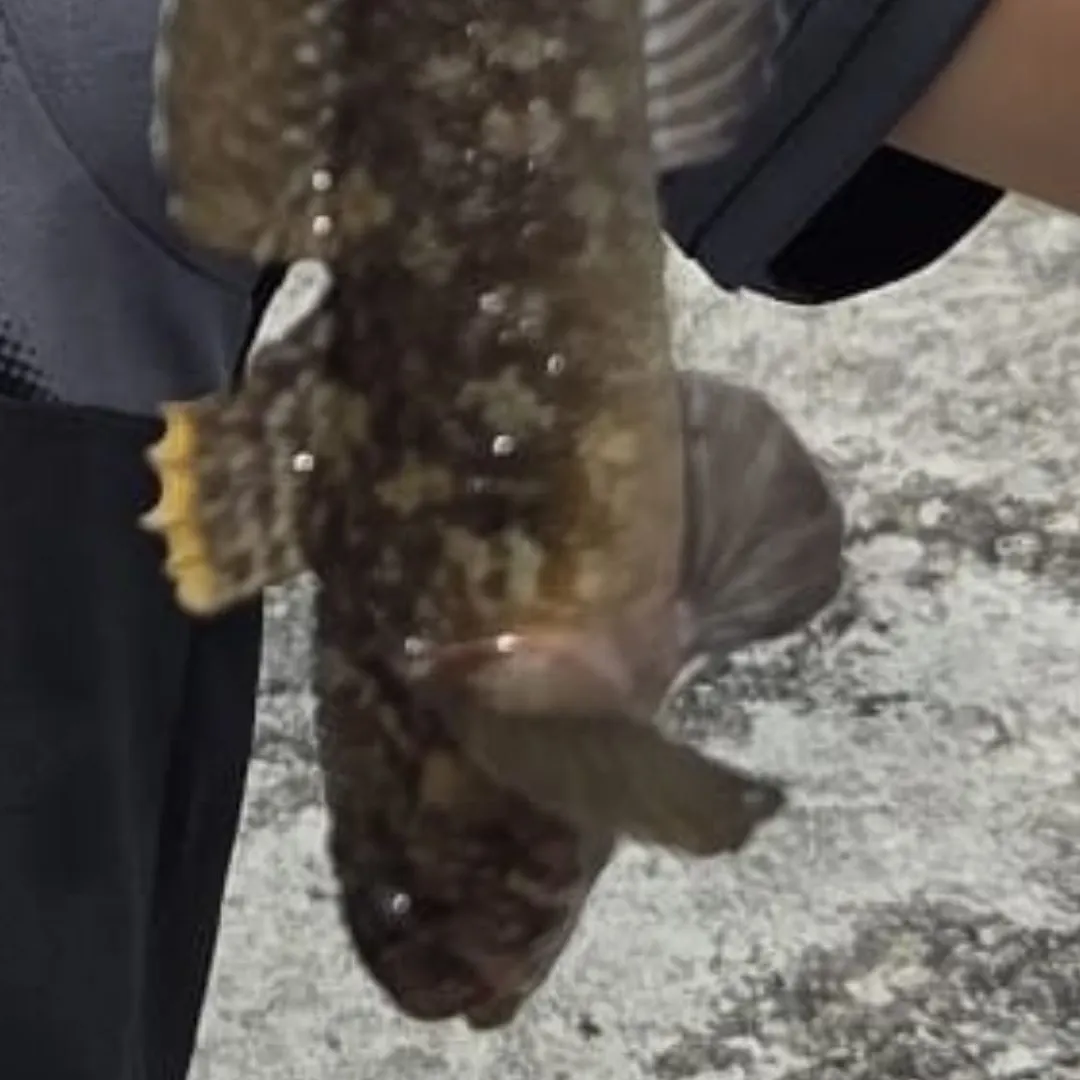 The most recent Rock goby catches on Fishbrain