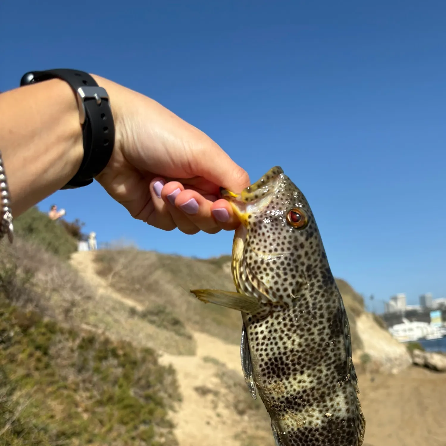 Spotted sand bass caught on Fishbrain