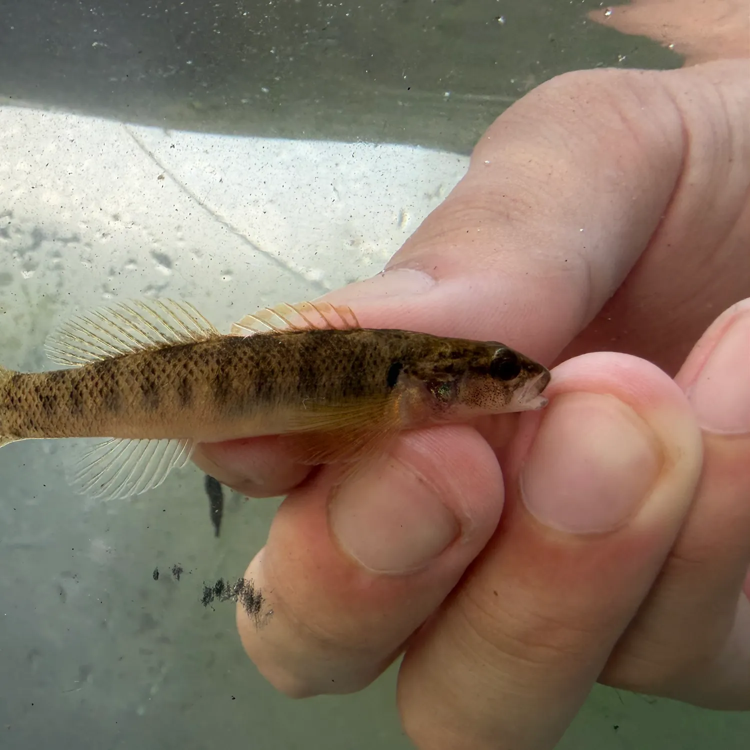The most recent Fantail darter catches on Fishbrain